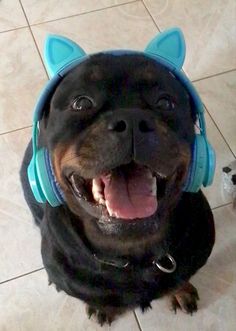 a black dog with blue ears wearing headphones on it's face and looking up at the camera