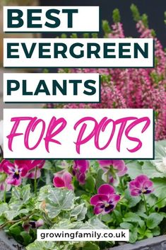 the best evergreen plants for pots are in this postcard with text overlay that reads, best evergreen plants for pots