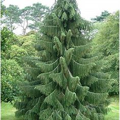 a very tall pine tree sitting in the grass