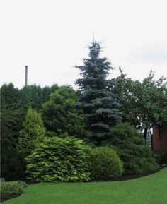 a green lawn with trees and bushes in the background