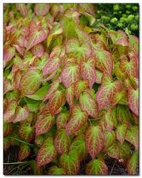 red and green leaves are growing on the ground