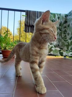 a small kitten standing on top of a tile floor next to a potted plant