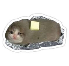 a ferret with a piece of yellow sticker on it's head sitting in foil