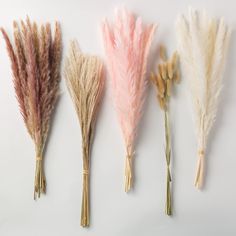 four different types of dried flowers on a white background