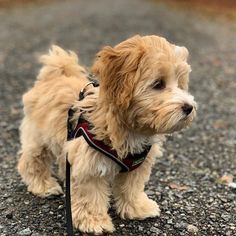 a small brown dog standing on top of a gravel road