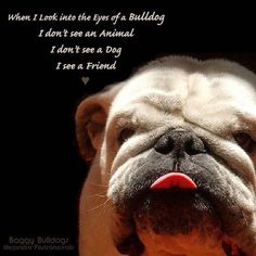 a dog with its tongue out looking at the camera and saying, when i look into the eye of a bulldog i don't see an animal i see a dog i see a friend