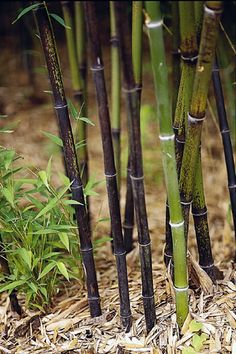 several tall bamboo trees in the dirt and grass with small green plants growing on them