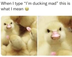 two pictures of ducks with one saying when i write i am ducking mad, this is what i mean