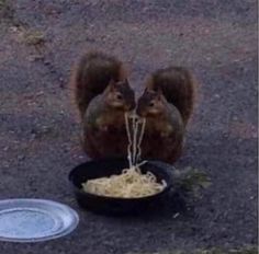 two squirrels eating spaghetti out of a black bowl