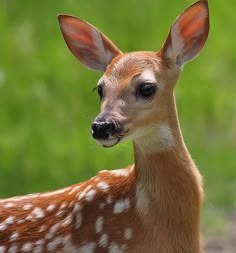 a young deer is looking at the camera