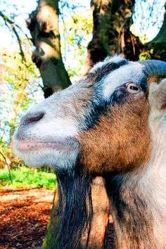 a brown and white goat standing next to a tree