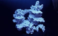 some white corals on a black surface with blue light in the background and water behind them