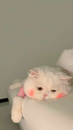 a white cat laying on top of a bed