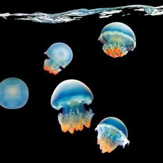 four jellyfish swimming in the water together