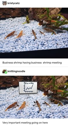 two screens showing different types of fish in an aquarium with rocks and gravel on the bottom