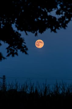 the full moon is seen through some trees in the evening sky, with power lines visible behind it