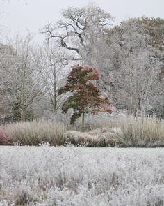 the trees are covered with frost in the wintertime park area, and there is no image here to provide a caption for