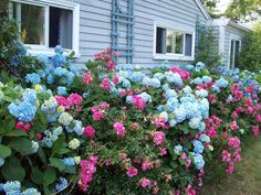 blue and pink flowers line the side of a house