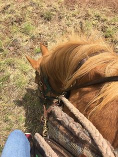 a brown horse standing on top of a grass covered field next to a persons foot