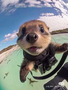 an animal that is in the water with a camera