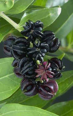 the fruit is growing on the tree and ready to be picked from it's leaves