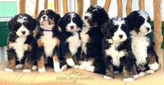 four black and white puppies sitting on a chair with their heads turned to the side