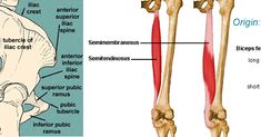 an image of the muscles and their corresponding parts labeled in this diagram, there are two separate sections