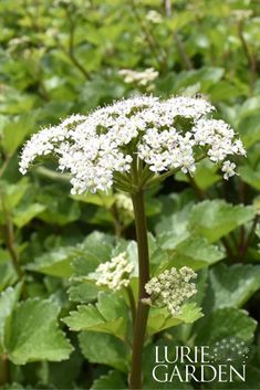 the white flowers are blooming in the green plants garden, and it is hard to tell what they are