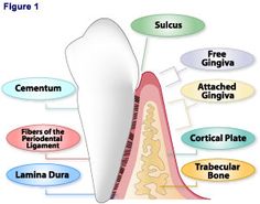 Anatomy: Periodontium. Dental Hygiene Notes, Anesthesia Monitoring, Dental Hygiene Study, Dental Radiology, Dental Assistant Study Guide, Dental Notes, Board Notes, Hygiene School