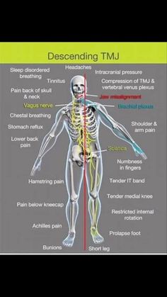 Tmd Symptoms, Tmd Relief, Quadratus Lumborum, Muscle Anatomy, Vagus Nerve