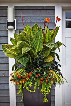 a large potted plant sitting on top of a wooden table next to a white door