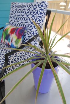 a potted plant sitting on top of a white table next to a blue chair