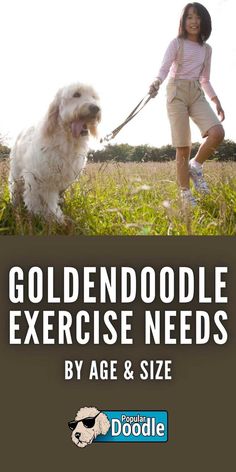 How much exercise should Goldendoodles get? Learn how Goldendoodle exercise needs differ based on age, size, and more in this article! Workout Schedule, Animals