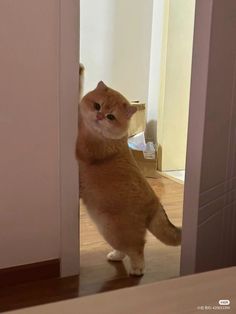 an orange cat standing on its hind legs in front of a door looking at the camera