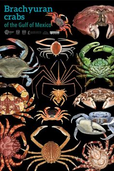 the cover of brachyuran crabs of the gulf of mexico, with images of different species