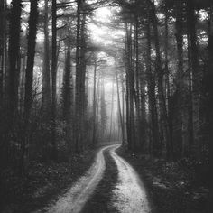 a black and white photo of a dirt road in the woods with trees on both sides