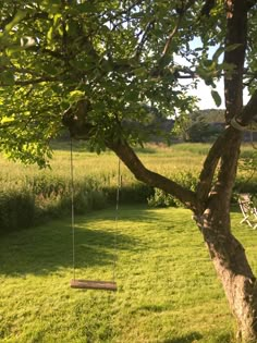 a swing hanging from a tree in the grass