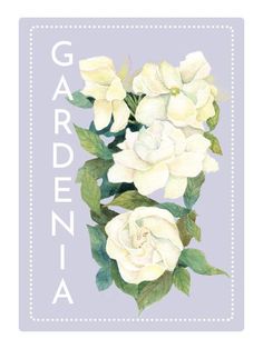 a card with white roses on it and the words gardenia written in blue ink