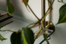 a close up of a mirror with plants in the corner and books on the shelf