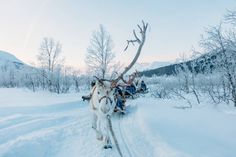 people are riding on sleds pulled by reindeer in the snow with trees and mountains in the background