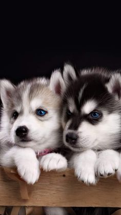 two husky puppies with blue eyes sitting on a wooden bench