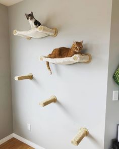 two cats sitting on top of cat toys hanging from the wall