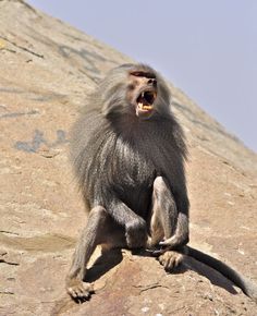 a monkey sitting on top of a rock with its mouth open