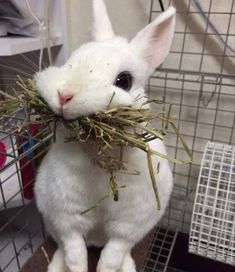 a white rabbit sitting in a cage with hay on it's back and looking at the camera