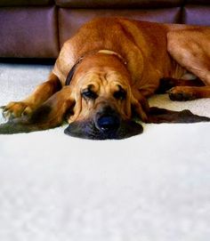 a large brown dog laying on top of a white floor next to a leather couch