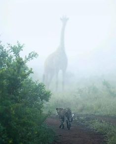 two giraffes walking on a path in the fog with trees and bushes