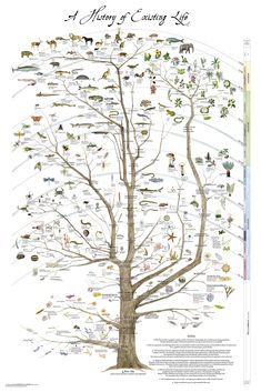 a tree with many different kinds of animals on it and the words,'a family of