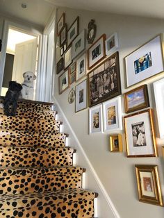 a dog is sitting on the stairs in front of some framed photos and pictures hanging on the wall