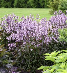 purple flowers are growing in the garden next to green grass and bushes with trees in the background