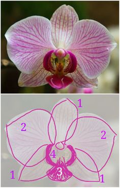 two pictures with numbers on each side of the image, and an orchid in pink